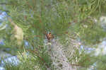 Pond Cypress